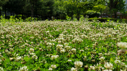 Trifolium in the warm sunlight
