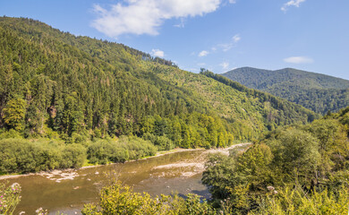 River in the summer wooded mountains on a sunny day. A small river flowing between the mountains. Green Christmas trees in the mountains and a small river. Carpathians. Ukraine.