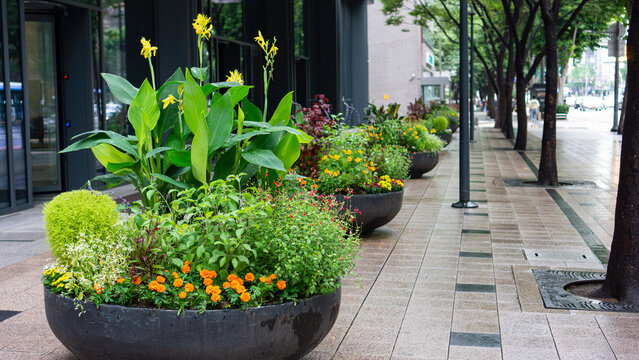 Pretty flower pots lined the roadside
