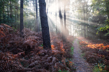 sunbeams in beautiful foggy autumn forest