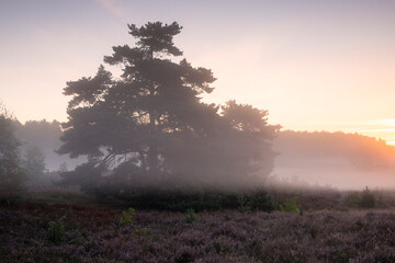 foggy sunrise over meadow with pine tree