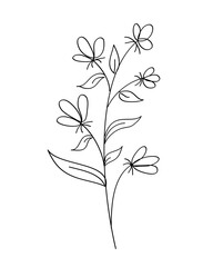 Fototapeta na wymiar Outline flower with black thin line, floral design element, decorative line art illustration.