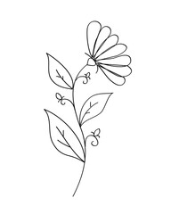 Outline flower with black thin line, floral design element, decorative line art illustration.