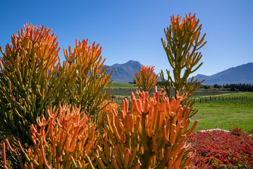 A medium close-up of a stunning succulent shrub with fiery colored branches, against a blue sky.