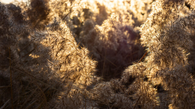 Reeds ripening in the sunset light