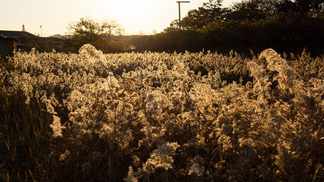 Reeds ripening in the sunset light
