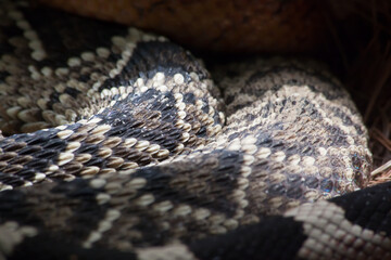 Rattlesnake Close up