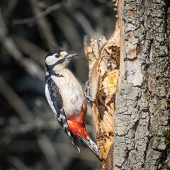 picchio rosso maggiore a pranzo