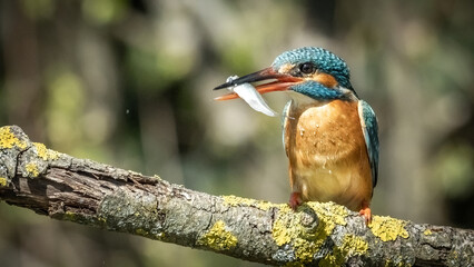 martin pescatore in posa con pesce