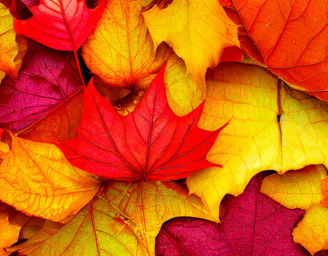 Red and orange autumn leaves background. Outdoor. Colorful backround image of fallen autumn leaves perfect for seasonal use. Space for text.