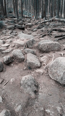 big boulders stones in the forest, pine tress