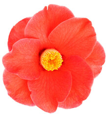 Red camellia flower isolated