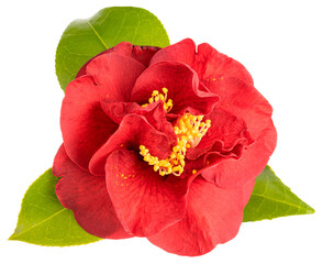 Red camellia flower with leaves, yellow stamen and pistils isolated