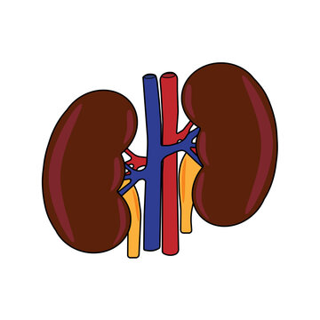 Kidney 3D colored image on human body for education of anatomy and renal system disease.	