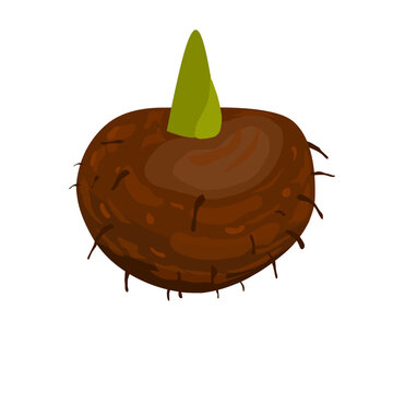 Vector illustration of porang tuber plant.