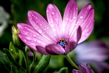 Fototapeta premium Vibrant pink Daisy with water droplets