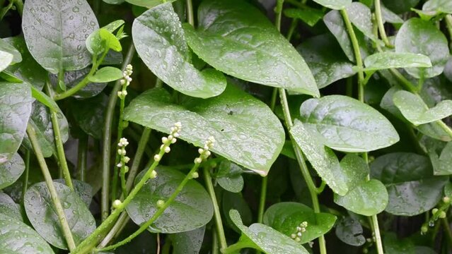 Flower and leaves of the bertalha (Basella alba) grown organically on a rainy day, with water drops on the leaves, in the city of Rio de Janeiro, Brazil.