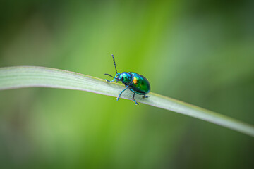 Naklejka premium Dogbane leaf beetle