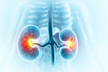 Human kidneys anatomy structure, 3d illustration