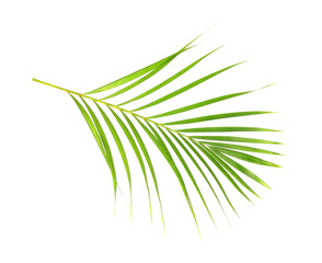 tropical nature green palm leaf isolated on white pattern background