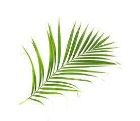 tropical nature green palm leaf isolated on white pattern background with clipping path