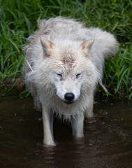 Obraz premium Arctic wolf closeup walking in a small pond in a meadow in spring in Canada