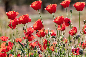 Common poppies (Papaver rhoeas) also known as corn rose and  field poppy - obrazy, fototapety, plakaty