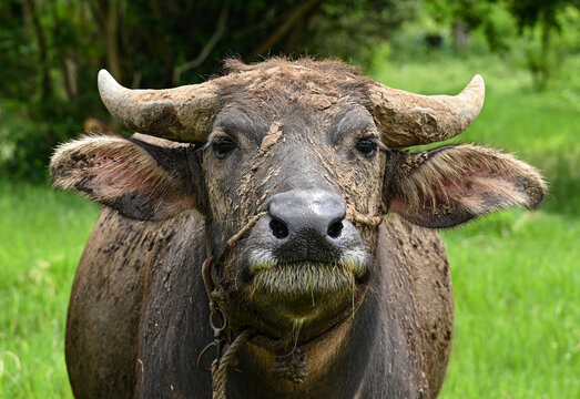 A buffalo eating grass on a meadow.