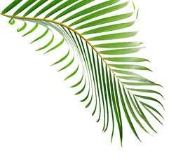 water drop on green leaf of palm tree on white background