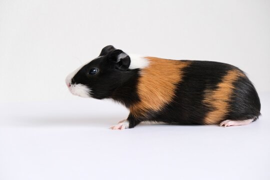 Tricolor guinea pig on a white background. A pet, a rodent.	
