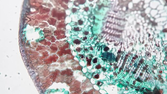 Pinus leaf in transversal section filmed under microscope with 200x times magnification on bright field. Conifer needle in cross cut prepared for education at school. Learning the flora structure