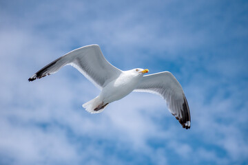 American Herring Gull - Gliding