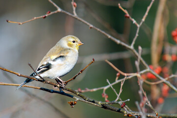 American Goldfinch - Winter Plummage