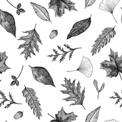 Seamless pattern of different leaves. Background of falling leaves, hand-drawn. Graphics. Engraving