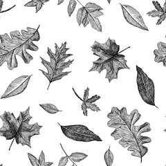 Seamless pattern of different falling leaves. Autumn background. Hand-drawn in the style of engraving