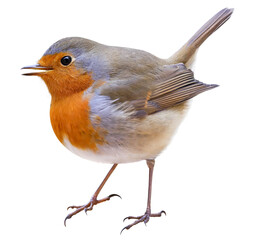 Robin (Erithacus rubecula) isolated on PNG transparent background