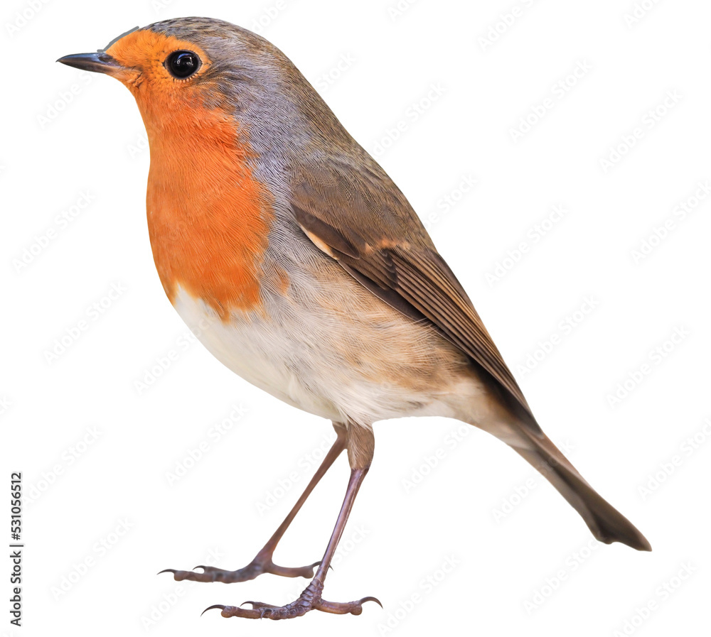 Wall mural Robin (Erithacus rubecula) isolated on PNG transparent background