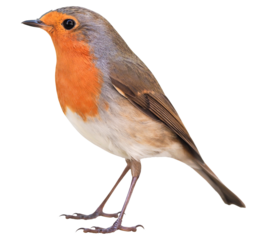 Robin (Erithacus rubecula) isolated on PNG transparent background