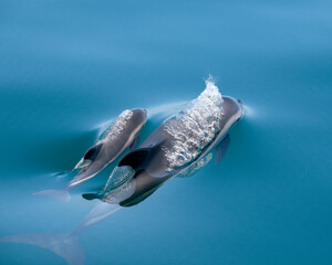 Atlantic White-Sided Dolphin At Surface - Mother and Calf III