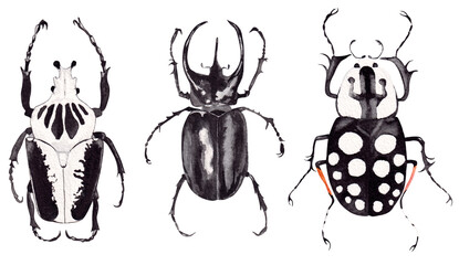 Collection of watercolor illustrations of beetles. Detailed hand-drawn black and white insect isolated on white background. Goliathus Regius beetle, White-Spotted Fruit Chafer beetle, Atlas beetle - obrazy, fototapety, plakaty
