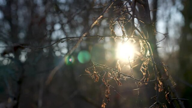 Lichtung im Wald