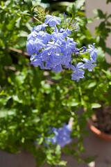 blue plumbago plant semi-woody perennial shrub that produces phlox-like blue flowers