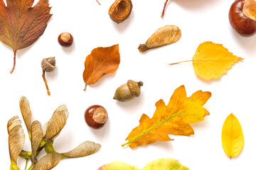 Creative layout made of red and yellow leaves, acorns and chestnuts on white background. Autumn, fall, thanksgiving day concept. Flat lay, top view © Androlia