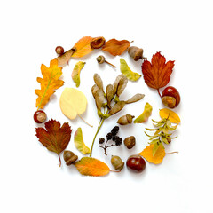 Creative layout made of red and yellow leaves, acorns and chestnuts lying as a round frame on white background. Autumn, fall, thanksgiving day concept. Flat lay, top view