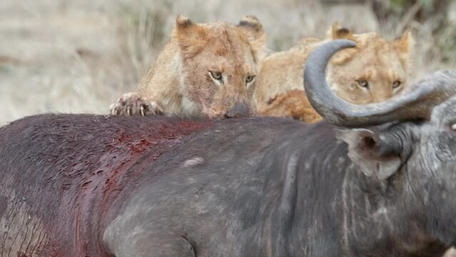 Medium closeup of a lion pride taking down a Cape buffalo bull, Greater Kruger. 