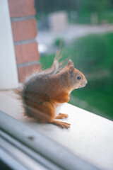 red squirrel