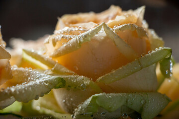 rose with water drops