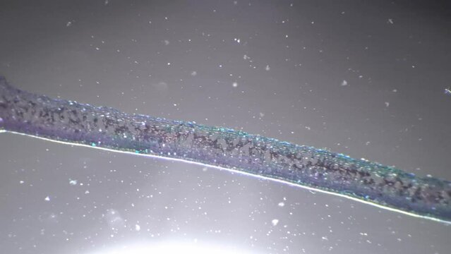 Jasminum nudiflorum leaf filmed under microscope 40x in transversal section and oblique illumination. Cross cut jasmine flower magnified in many times with cross light for educating its epidermis