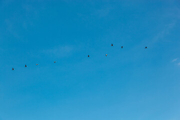 a flock of birds flying in the blue sky