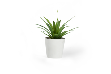 plant in a pot